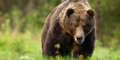 Statt auf ein Wildschwein stießen zwei Jäger in Kärnten auf einen Bären.
