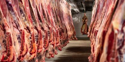 Schlachtkörper hängen im Kühlhaus am Haken.