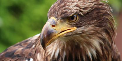 In Bayern hat ein Adler eine Drohne angegriffen und sie zum Absturz gebracht.