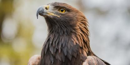 In Bayern hat ein Adler eine Drohne angegriffen und sie zum Absturz gebracht.
