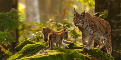 Luchse sind die heimlichen Jäger des Waldes.