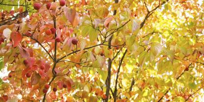 Herbstfaerbung