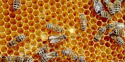 Pilzextrakte wirken sich positiv auf die Gesundheit von Honigbienen aus.
