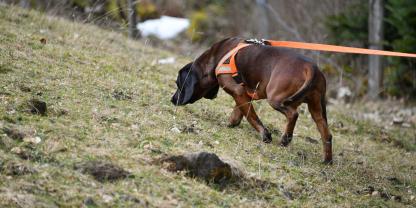 Viele der heute existierenden Hunderassen sind als optimierte Variante einer anderen Rasse entstanden. Der Bayerische Gebirgsschweißhund ging durch gezielte Selektion leichter Schweißhunde für bergiges Gelände aus dem Hannoverschen Schweißhund hervor.