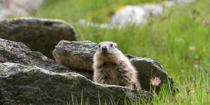 Murmeltiere dürfen in Österreich bis Oktober bejagt werden.