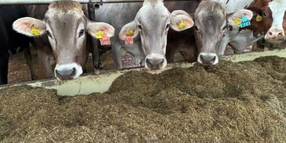 Braunviehkühe fressen ihre Futterration in einem Stall.