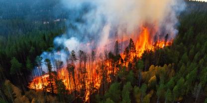 Waldbrände können sich auch indirekt auf die Biodiversität auswirken.