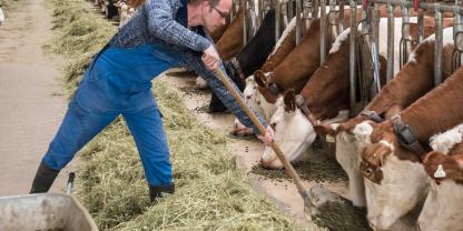 Für viele Milchbauern, die auf Heu angewiesen sind, reicht das Bundeshilfspaket nicht aus.