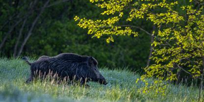 In Thüringen hofft die Politik mit finanziellen Anreizen an Jäger die ASP verhindern zu können.