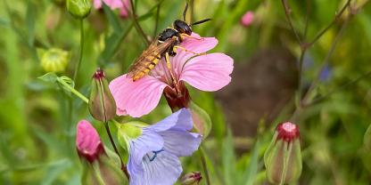 Der Bienenwolf lebt solitär und gehört zu den Grabwespen.