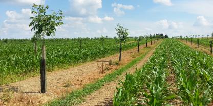 Abb. 1: Agroforstsystem mit Walnuss