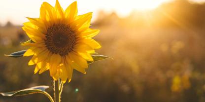 Von einem Feld wurden Sonnenblumen gestohlen. Ein Landwirt in Sachsen stellte den Dieb. (Symbolbild)