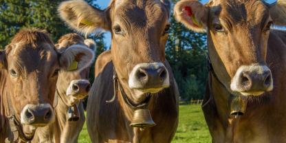 Kühe mit Glocken zählen für viele zur authentisch alpenländischen Landwirtschaft - speziell in der Schweiz, Österreich und Süddeutschland.