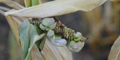 Der Pilz Ustilago maydis parasitiert die Maispflanzen – statt Kolben bilden sich die markanten, silbrig glänzenden Brandbeulen, gefüllt mit schwarzer Sporenmasse. In Mexiko gilt die Wucherung als Delikatesse.