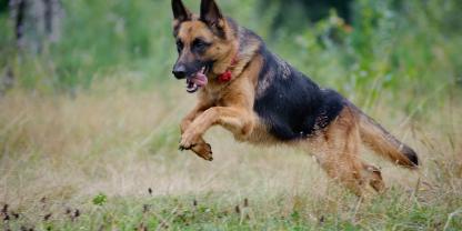 Ein Schäferhund und ein Husky sollen eine Ricke gerissen haben.