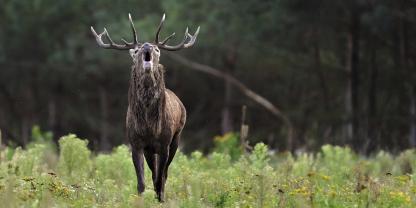 Hirsch-roehrend