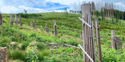Abb. 1: Blick auf eine Schadfläche im Thüringer Wald im Prozess der Wiederbewaldung.