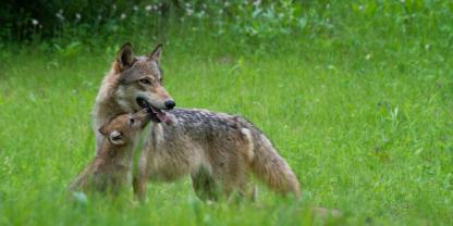 Neuigkeiten gibt es in Baden-Württemberg: Hier wurde ein Wolfswelpe gesichtet (Symbolfoto).