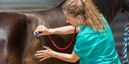 Eine Tierärztin forderte 10.000 Euro Schmerzensgeld nach einem Unfall mit einem Pony (Symbolbild).