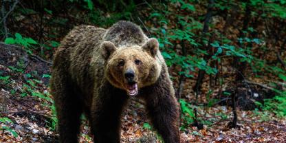 Aufgrund eines Bärenangriffes machen sich die Bewohner eines Dorfes im Trentino derzeit Sorgen um ihre Sicherheit.