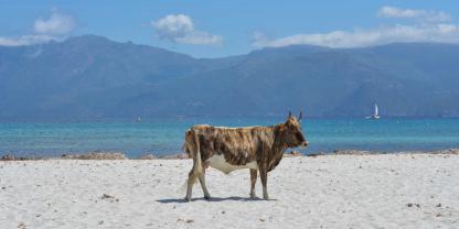 Korsika bietet Kühe am Strand. Und es bietet Landwirte, die gleich einen ganzen Betrieb mit Kühen vortäuschen.