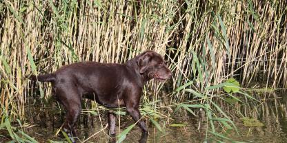In Niedersachsen ist ein Hund gestorben. Womöglich hängt der Zustand eines Gewässers damit zusammen.