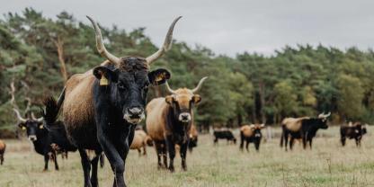 Heckrinder sind robust, genügsam und können das ganze Jahr im Freien gehalten werden.