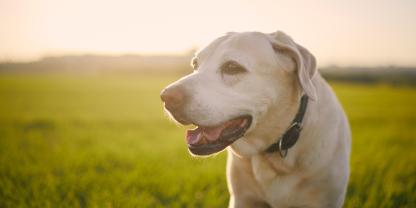 Ein Labrador auf einem Feld