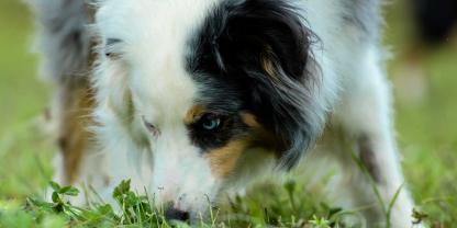 Ein Hund schnüffelt auf einer Wiese