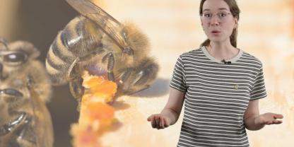 Viele Menschen verwenden Propolis-Tropfen oder -Sprays vorbeugend gegen Halsschmerzen. Ob Propolis tatsächlich vor Erkältungen schützt, ist jedoch nicht ausreichend belegt.