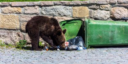 Braunbären zieht es im Trentino immer wieder in menschliche Siedlungen.