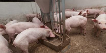 Ferkel fressen in einem Stall