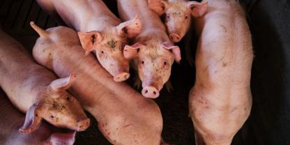 Schweine in einem Stall