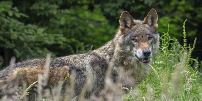 In Niedersachsen konkretisiert sich, wann Wölfe gejagt werden dürfen.