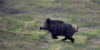 Für Hautveränderungen beim Schwarzwild muss nicht immer nur Räude die Ursache sein.