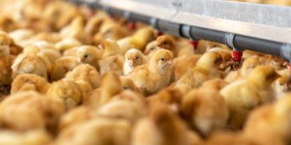Biomasthähnchen in einem Maststall
