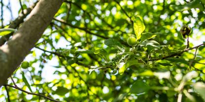 Apfelbaum im Sommer