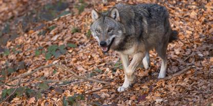 In Niedersachsen ist die Landesjägerschaft für das Wolfsmonitoring zuständig.