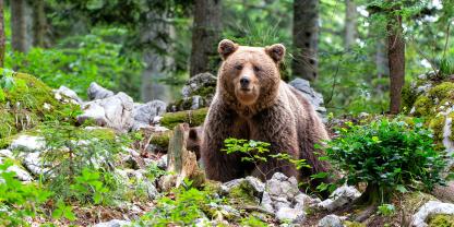 Ein Braunbär attackierte in Russland einen Jugendlichen.