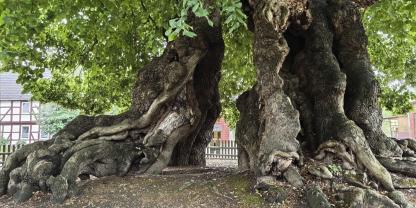 Die Sommerlinde in Upstedt bei Bockenem im Landkreis Hildesheim. Ihr Alter wird auf etwas mehr als 1.000 Jahre geschätzt.