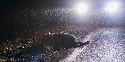Am häufigsten kommt Rehwild in Deutschland unter die Räder.