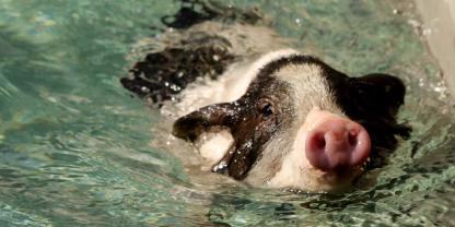 Ein Schwein schwimmt im Wasser