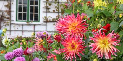 Dahlien im Garten