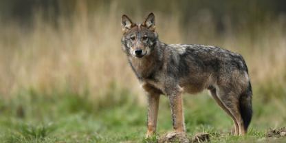 In der Schweiz haben die Jäger beim Wolf Waidmannsheil.