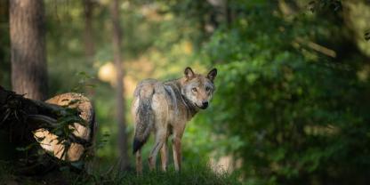 In Niedersachsen gibt es aktuell 69 Wolfsterritorien, in denen mehrere hundert Wölfe leben. Genau Zahlen werden nicht erfasst.