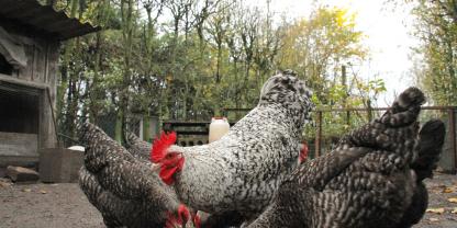 Bricht in einem Geflügelbestand die Vogelgrippe aus, müssen alle Tiere gekeult werden. Auch in Hobbyzuchtbeständen. Wer als Geflügelhalter dabei seine Pflichten vernachlässigt, der verliert den Anspruch auf Entschädigung