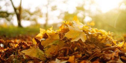 Herbstlaub