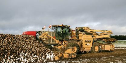 <b><i>Ab dem ersten Tag </i></b>beginnen in der Rübenmiete die Zuckerverluste. Foto: agrarfoto
