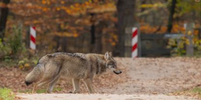 In Baden-Württemberg wurde ein Wolfsrudel durch den Straßenverkehr ausgelöscht.