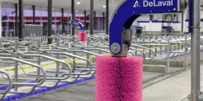 pinke-Kuhbürste